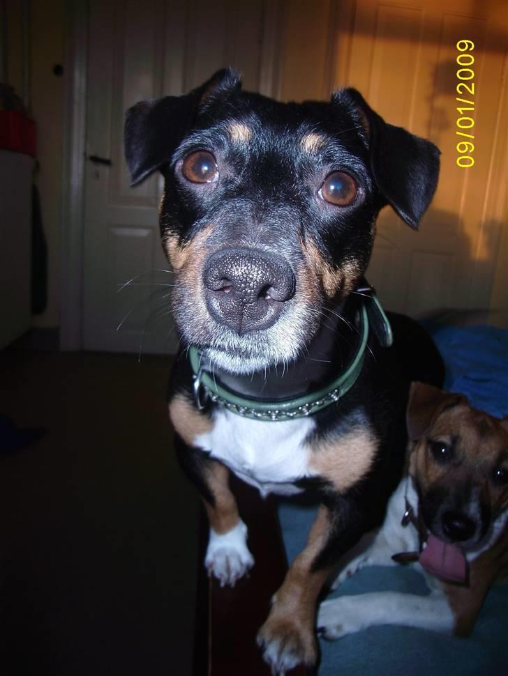 Blanding af racer Lotte billede 5