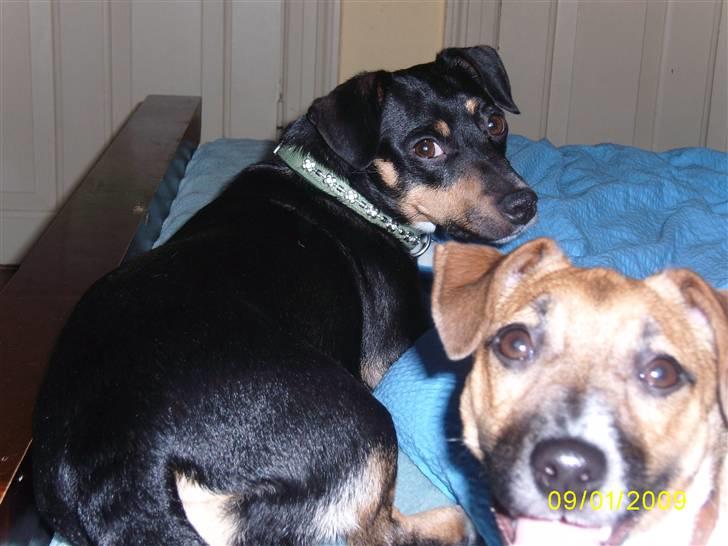 Blanding af racer Lotte billede 6