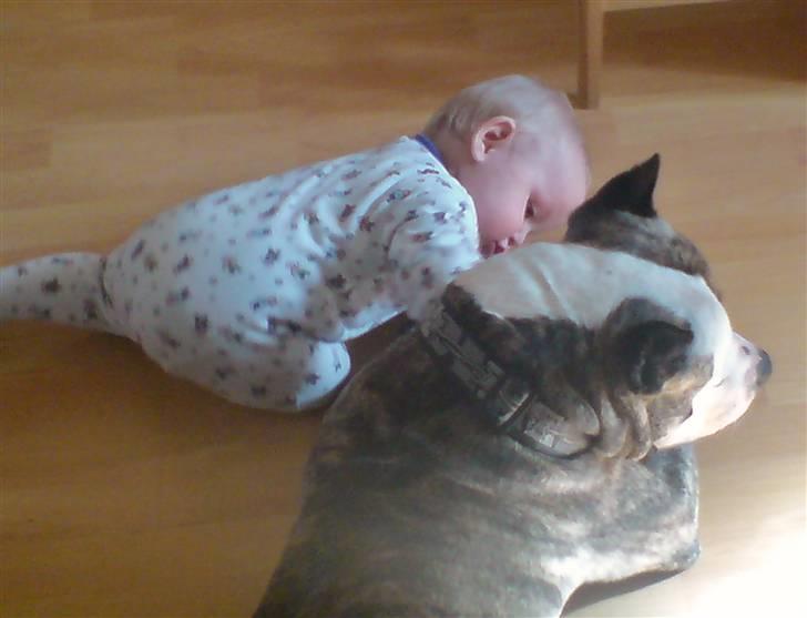 Amerikansk staffordshire terrier Mean  R.I.P - Jamie skal lige se hvad Mean har i sit halsbånd.... billede 5