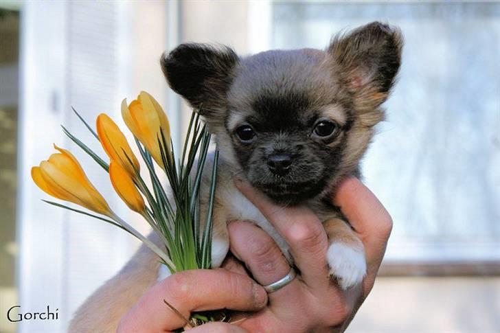 Chihuahua *Pixie <3* billede 1
