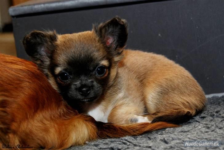 Chihuahua *Pixie <3* billede 2