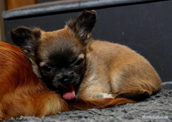 Chihuahua *Pixie <3* billede 3