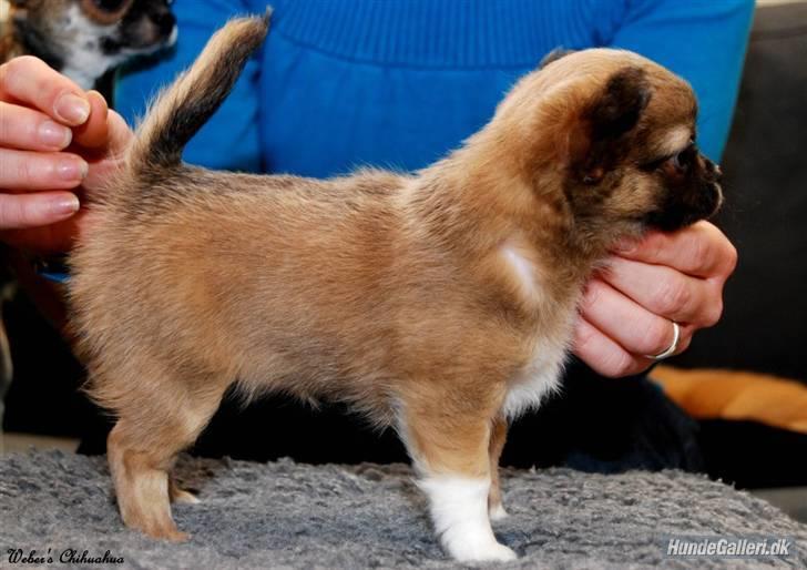 Chihuahua *Pixie <3* billede 4