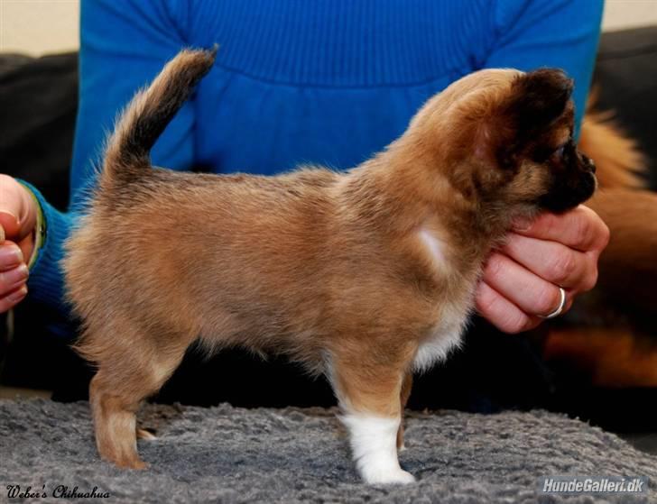 Chihuahua *Pixie <3* billede 5