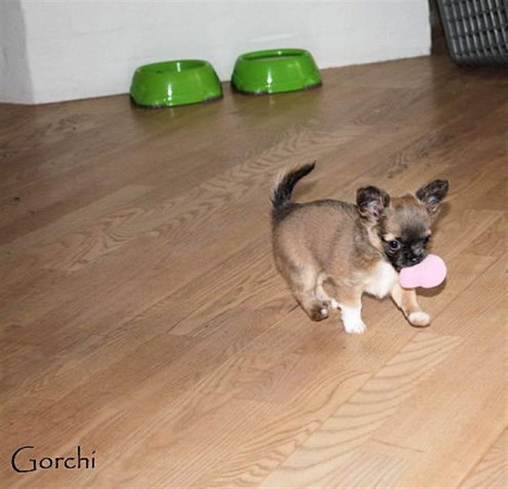 Chihuahua *Pixie <3* billede 6