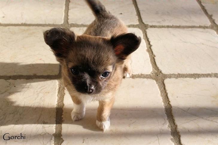 Chihuahua *Pixie <3* billede 7
