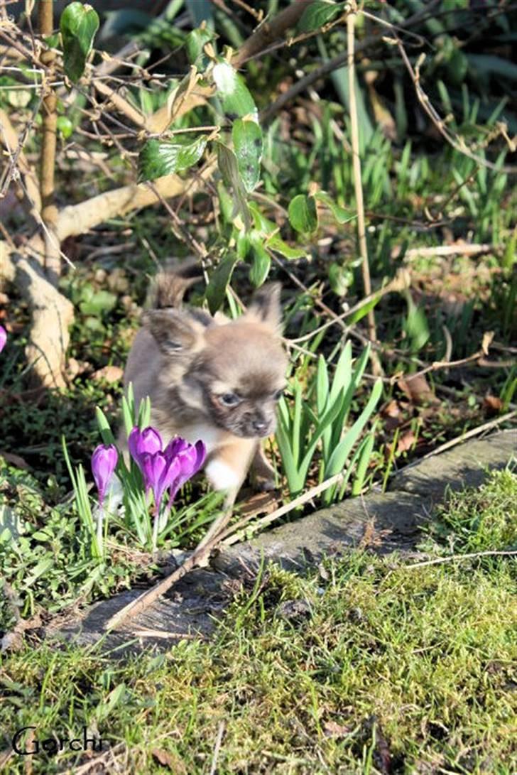 Chihuahua *Pixie <3* billede 8