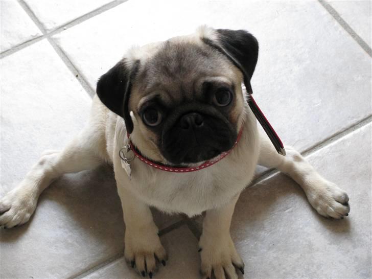 Mops Anton - frøen Anton billede 3