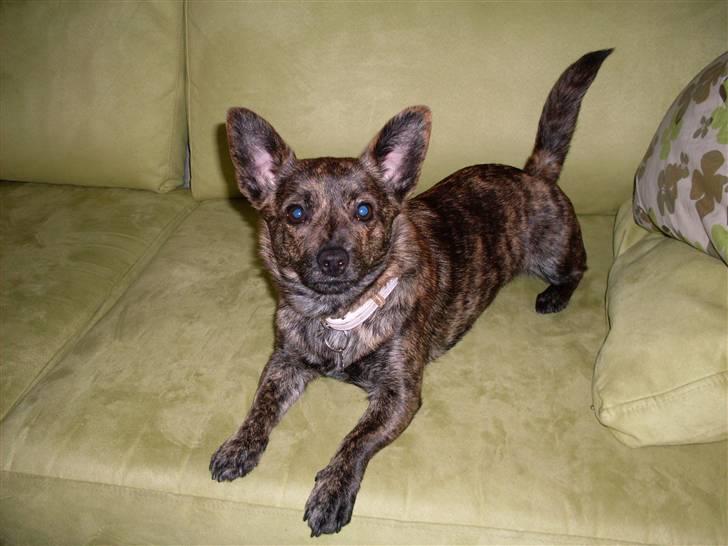 Blanding af racer Minnie billede 7