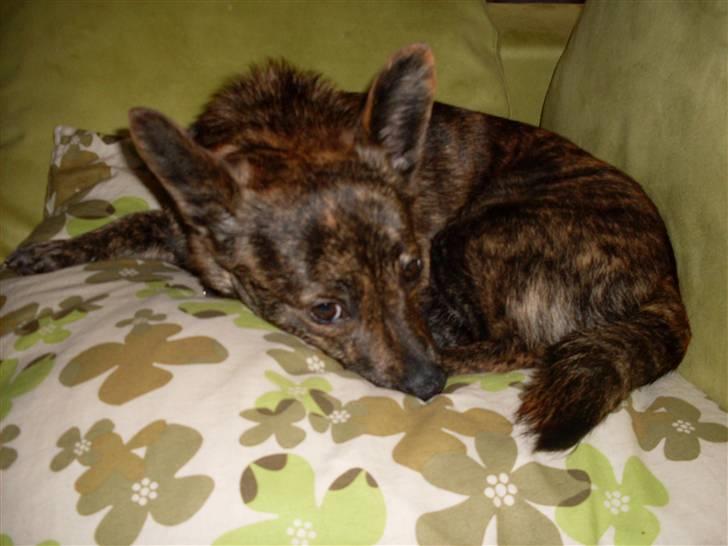 Blanding af racer Minnie billede 8