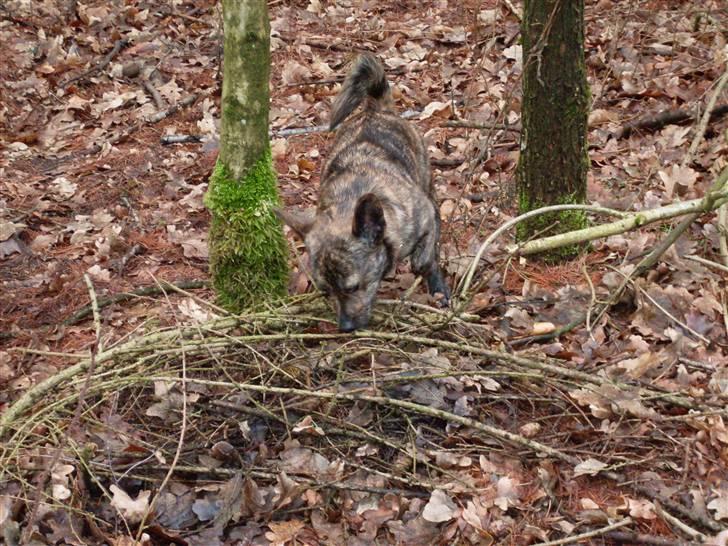 Blanding af racer Minnie billede 9