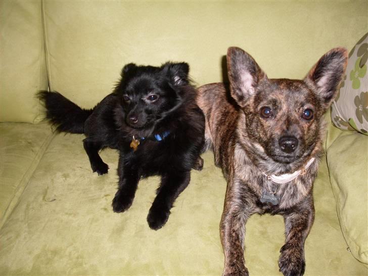 Blanding af racer Minnie billede 10