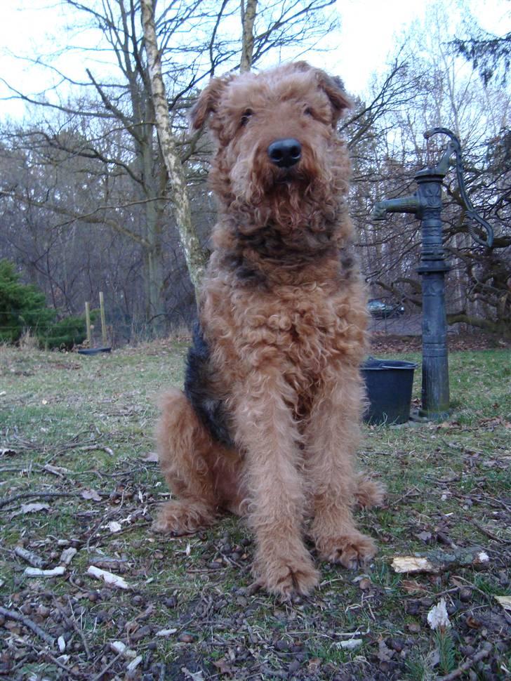 Airedale terrier Zeus - R.I.P 2002-2009 billede 19
