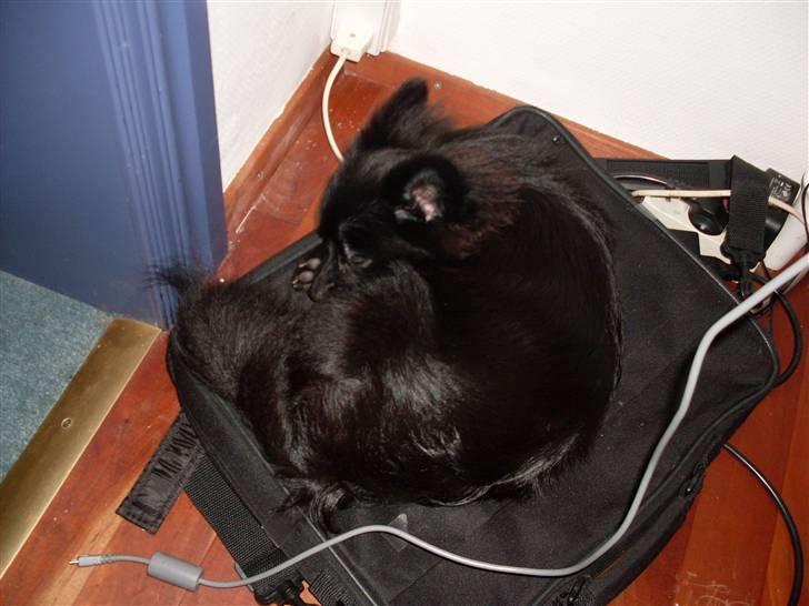 Pomeranian Mikkel billede 8