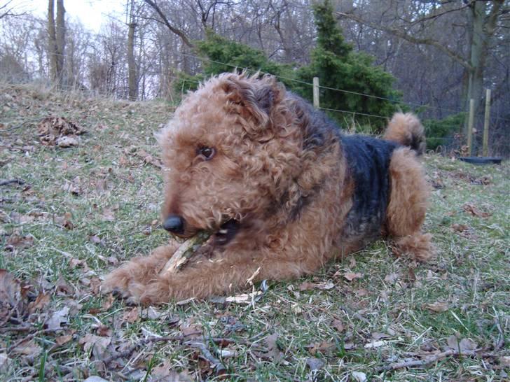 Airedale terrier Zeus - R.I.P 2002-2009 billede 20