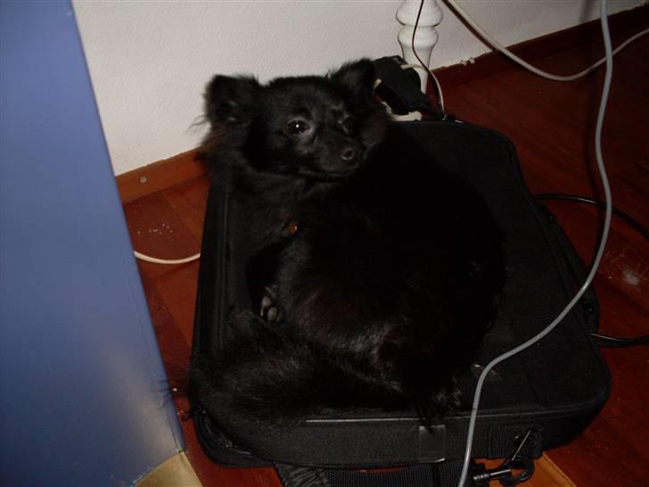 Pomeranian Mikkel billede 9