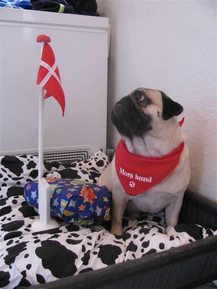 Mops Anton - Anton på sin 2 års fødselsdag billede 6