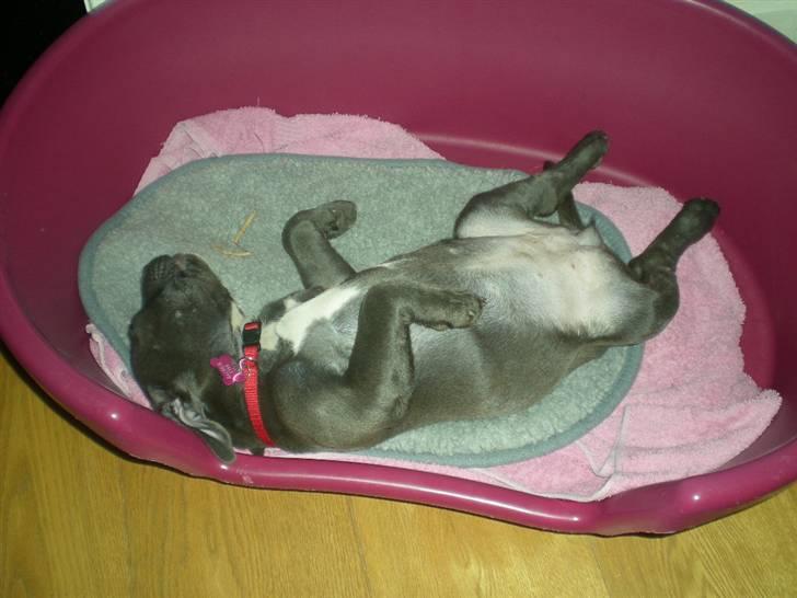 Staffordshire bull terrier Nala - Gaab... billede 6