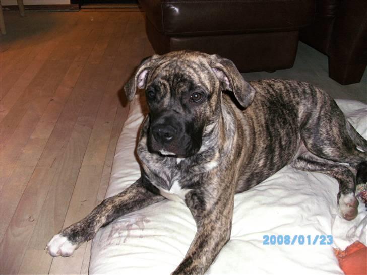 Blanding af racer Nouba - Nouba hygger på tæppet - 6 mdr. billede 1