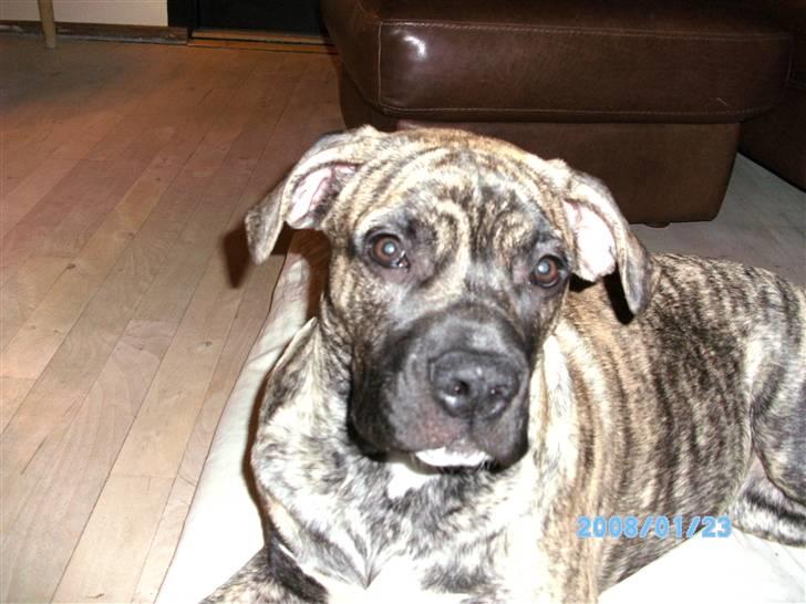 Blanding af racer Nouba - Jeg er da nuttet ;o) - 6 mdr. billede 2