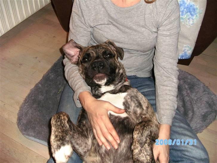 Blanding af racer Nouba - Hygge med mor - 5 mdr. billede 3