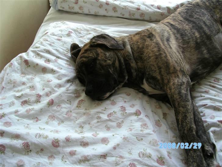 Blanding af racer Nouba - Der var ingen i sengen, så jeg tog chancen - 5 mdr. billede 4