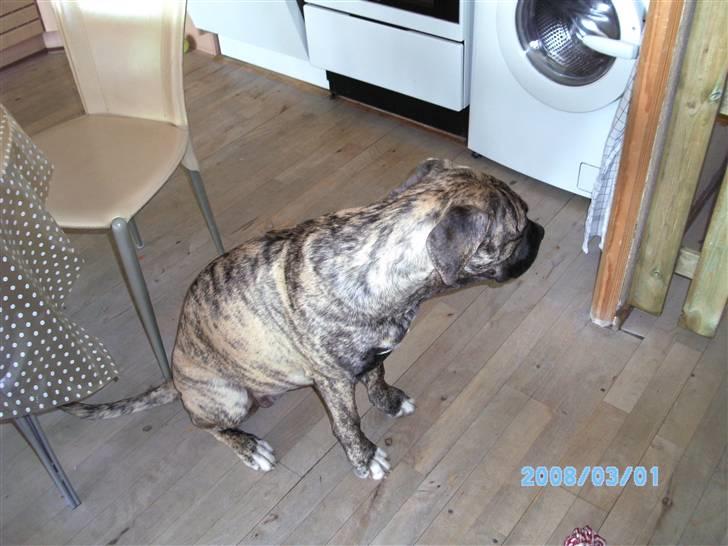 Blanding af racer Nouba - Lille mig - 5 mdr. billede 5