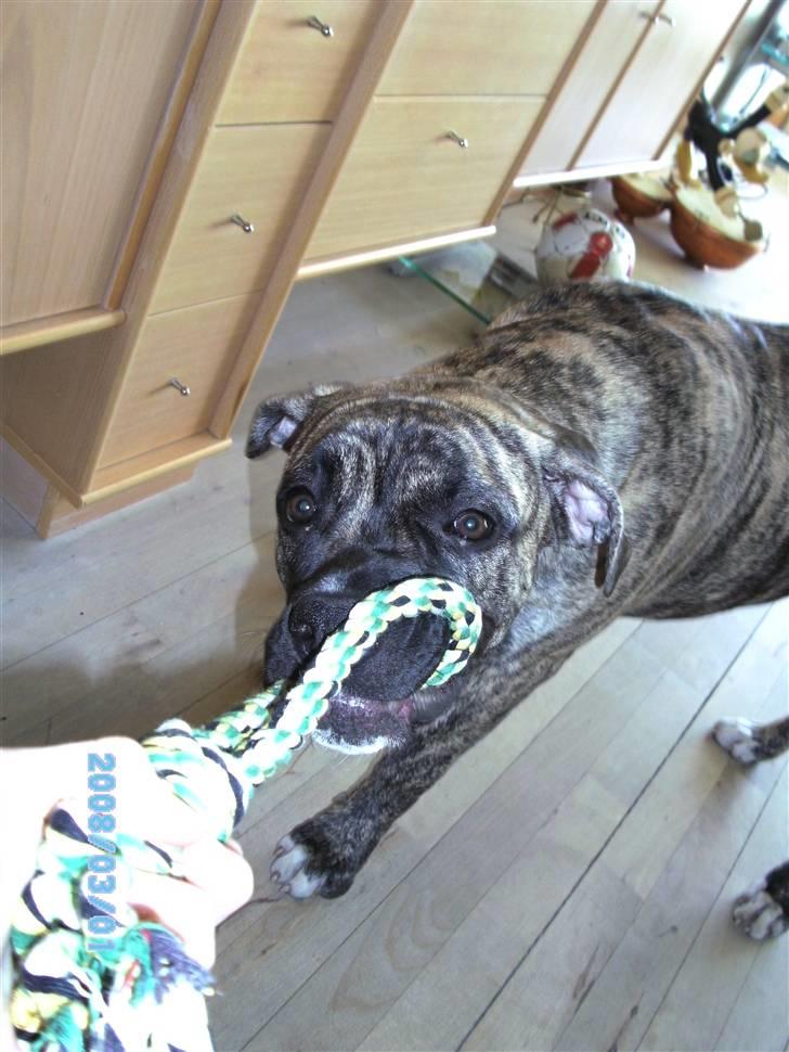 Blanding af racer Nouba - Hvor er jeg stærk - næsten 7 mdr. billede 6