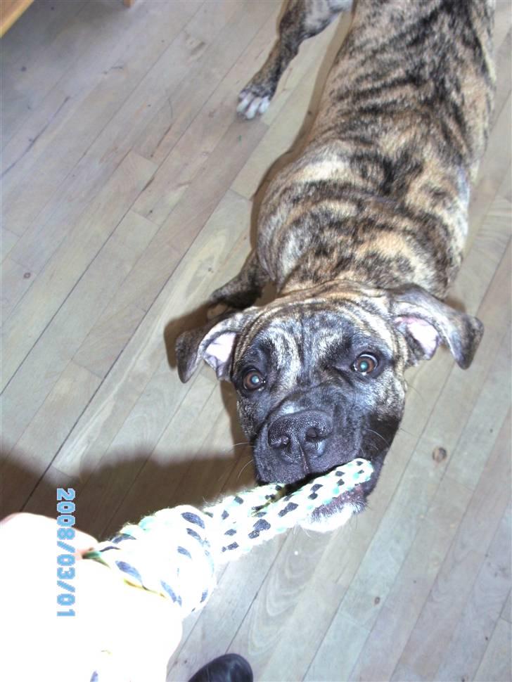 Blanding af racer Nouba - Stadig stærk - næsten 7 mdr. billede 7