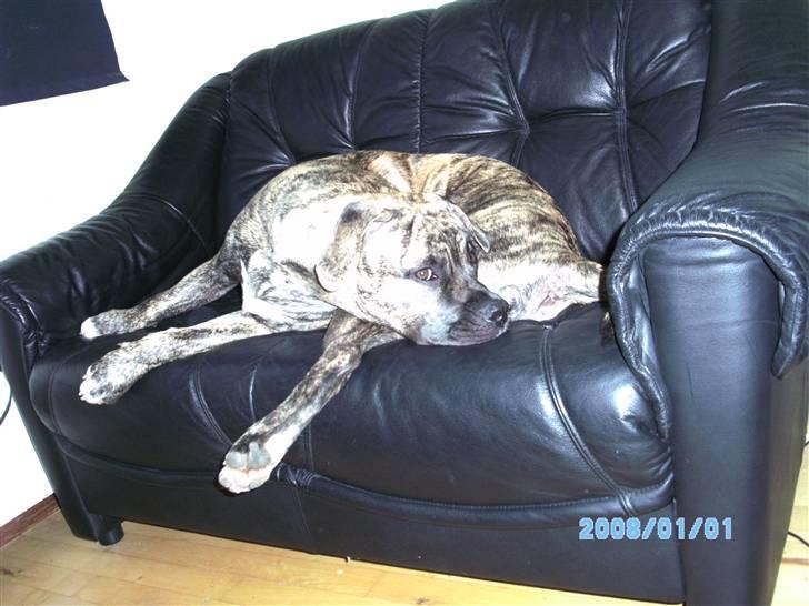 Blanding af racer Nouba - Hygger i min "storebror´s" sofa - 6½ mdr. billede 8