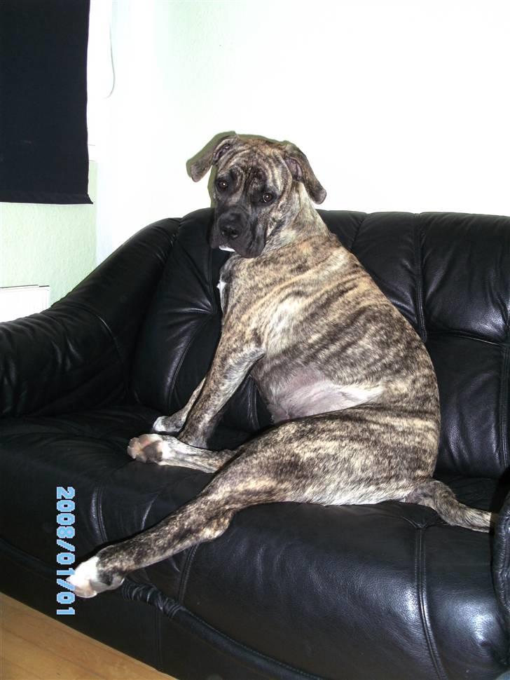 Blanding af racer Nouba - Jeg kan også sidde i min "storebror´s" sofa - 6½ mdr. billede 9