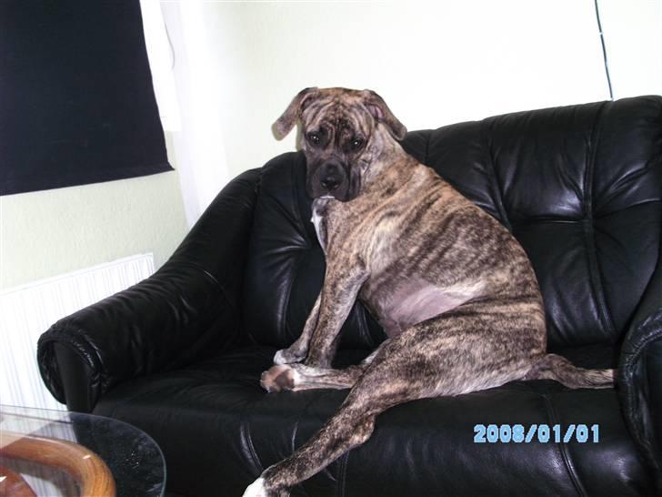 Blanding af racer Nouba - Sidder som en pige bør - 6½ mdr. billede 10