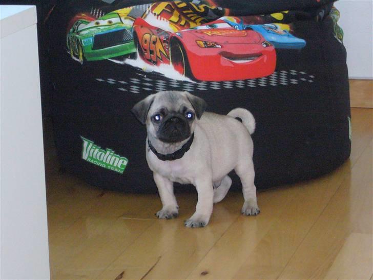 Mops Tyson billede 4