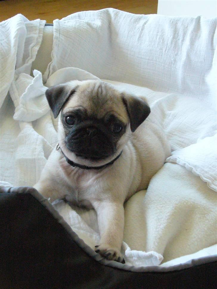 Mops Tyson billede 5