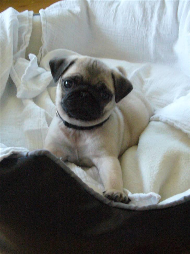 Mops Tyson billede 6