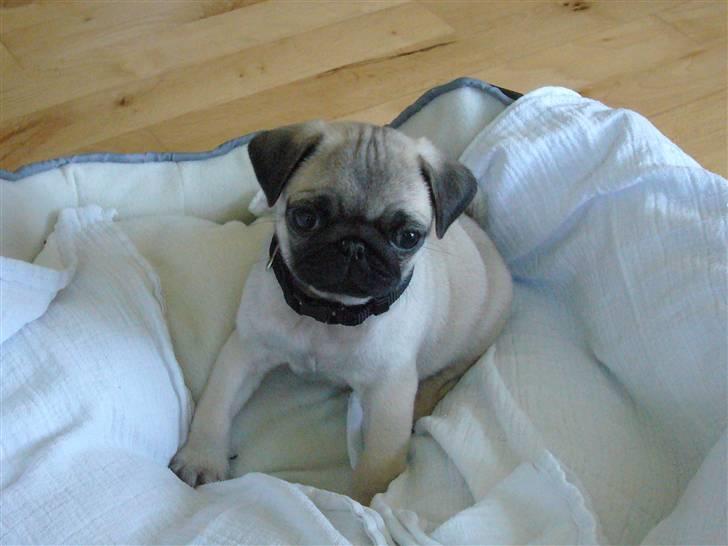 Mops Tyson billede 7