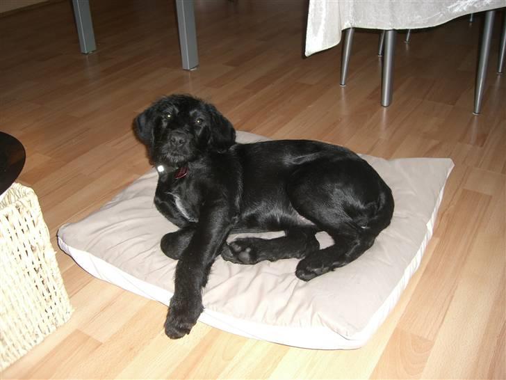 Blanding af racer Nova - Det er en god pude da... billede 7