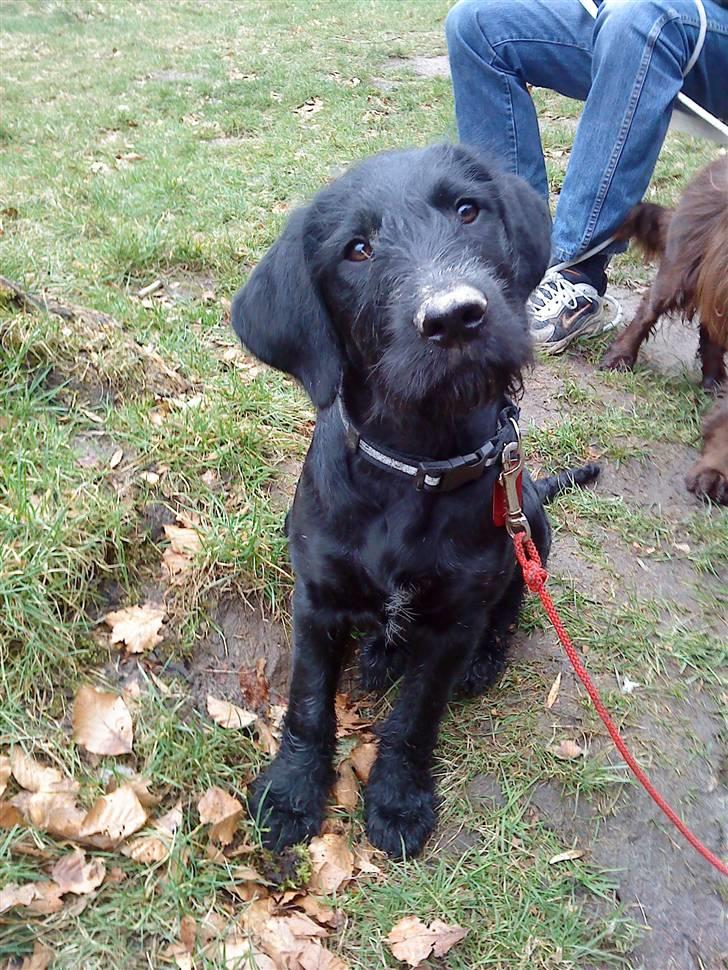 Blanding af racer Nova - Er jeg ikke bare VILDT charmerende?? billede 8