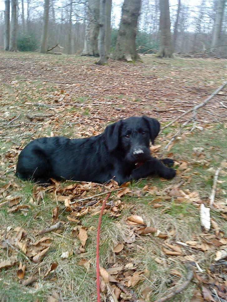 Blanding af racer Nova billede 9