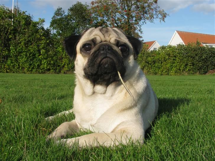 Mops Anton - Jeg har bare tjek på det hele!.. billede 8