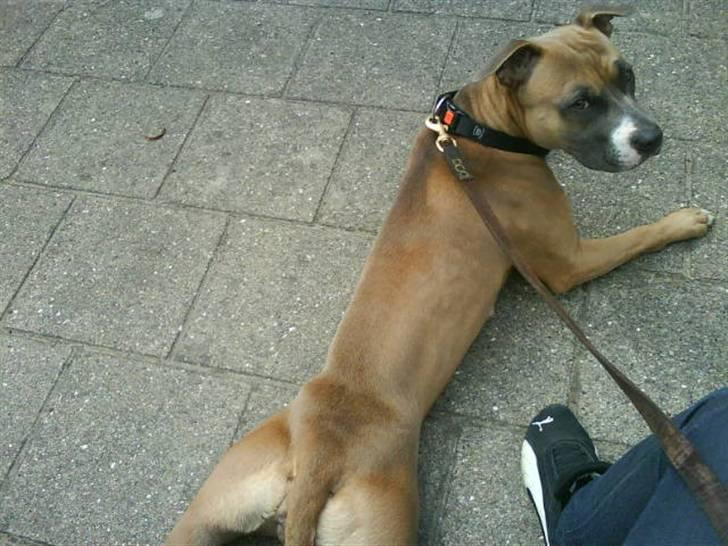 Amerikansk staffordshire terrier Fie billede 1