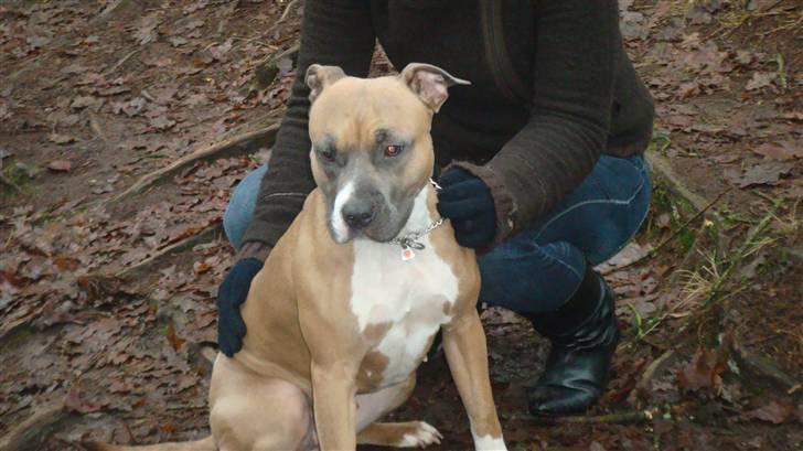 Amerikansk staffordshire terrier Fie billede 2