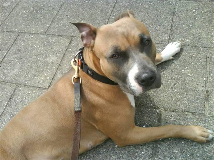 Amerikansk staffordshire terrier Fie billede 3