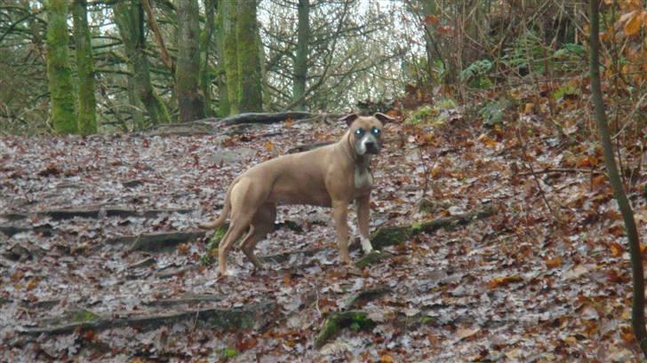 Amerikansk staffordshire terrier Fie billede 4