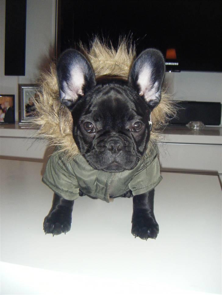 Fransk bulldog Valfers de Anna (Berta) billede 16