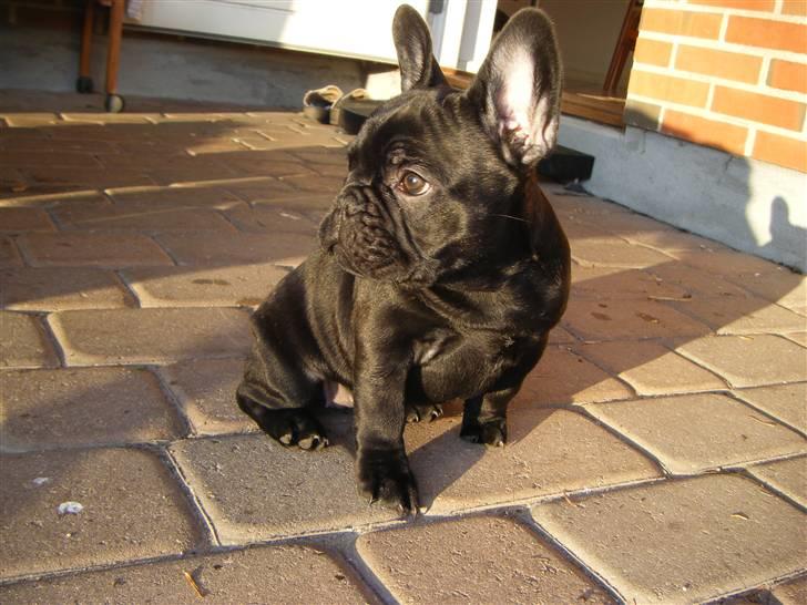 Fransk bulldog Valfers de Anna (Berta) billede 17