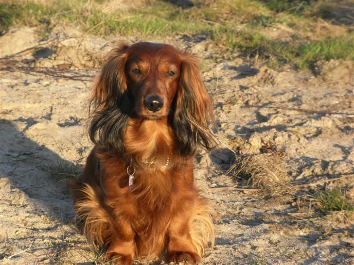 Dværggravhund Nuggi - elsker dette billed (; billede 10