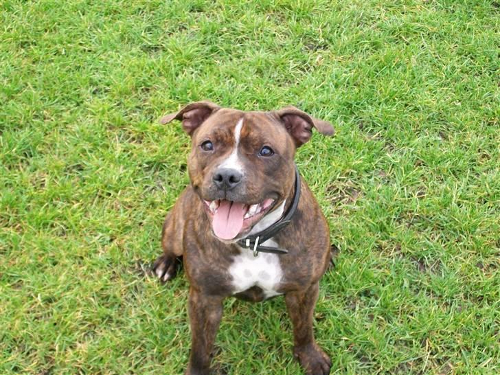 Staffordshire bull terrier Bella - Kaster i ikke den pind igen?? billede 1