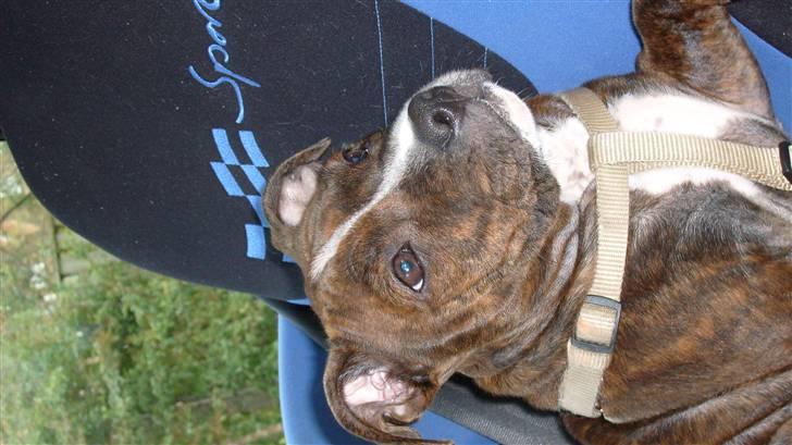 Staffordshire bull terrier Bella - Sidder lige i autostolen og slapper... billede 2