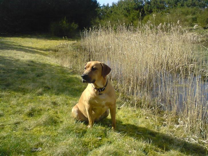 Cane corso Pippi R.I.P. billede 14